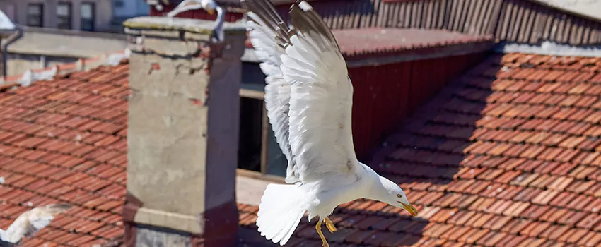 Residential Chimney Animal Removal Solution in Huntsville, AL